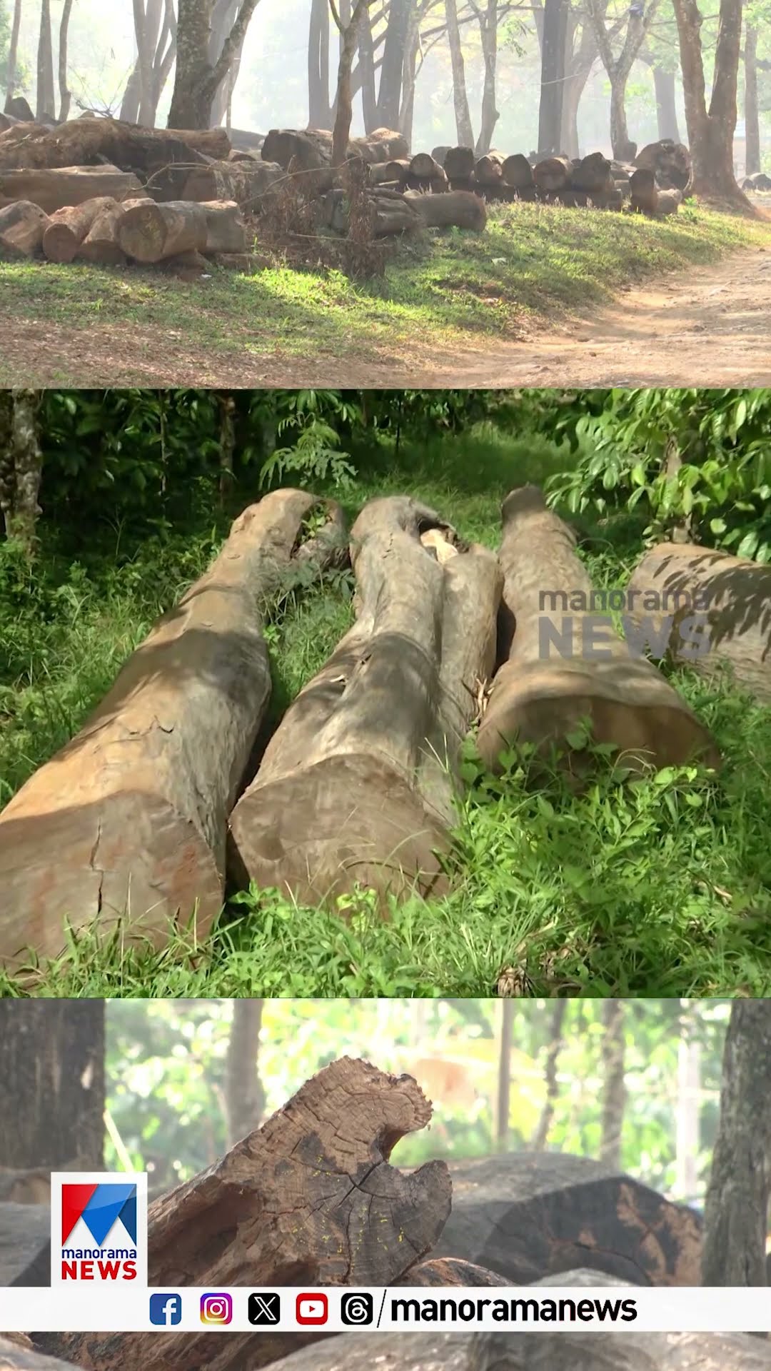 കോടതിയില്‍ ഹാജരാകാതെ മുട്ടില്‍ മരംമുറി കേസ് പ്രതികള്‍.ഏപ്രില്‍ 10ന് കേസ് വീണ്ടും പരിഗണിക്കും #Muttil