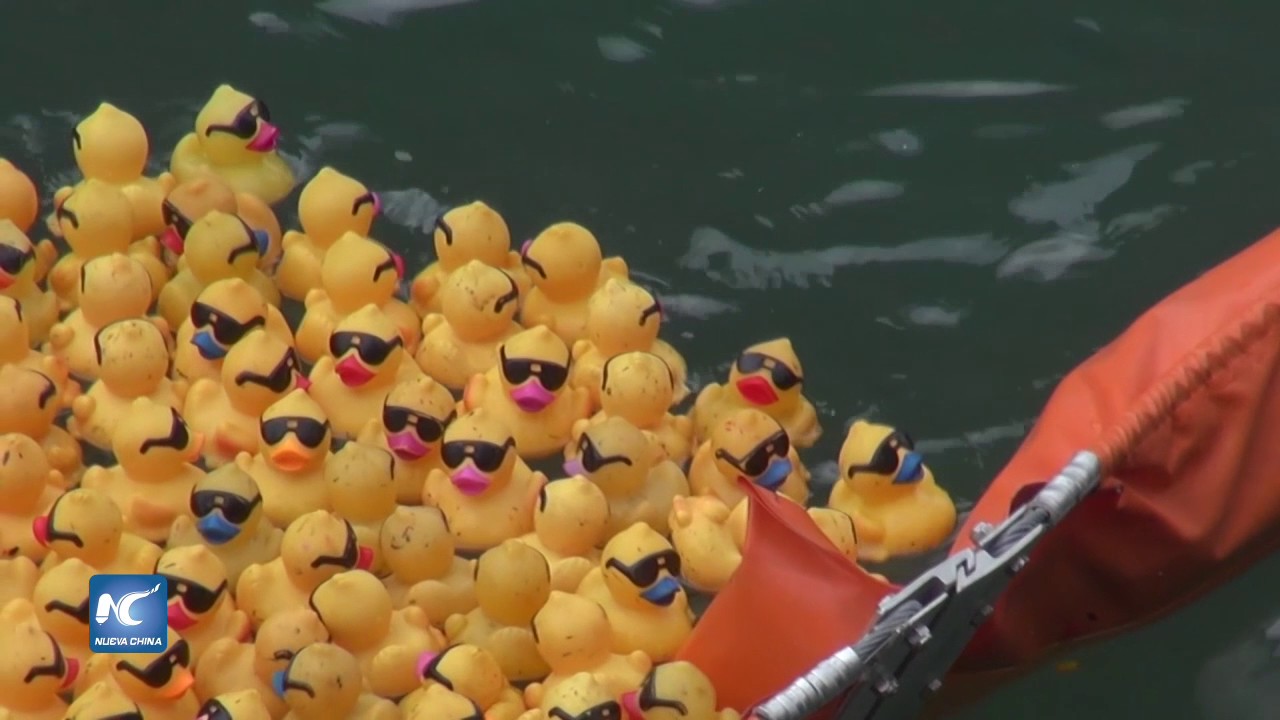 Los patitos de goma: tiernos por fuera, pero no tanto por dentro