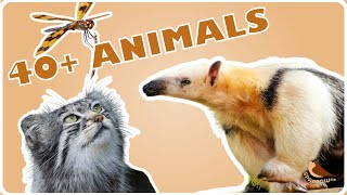 40 Animals I Want to See in Planet Zoo | 2024 DLC Speculation