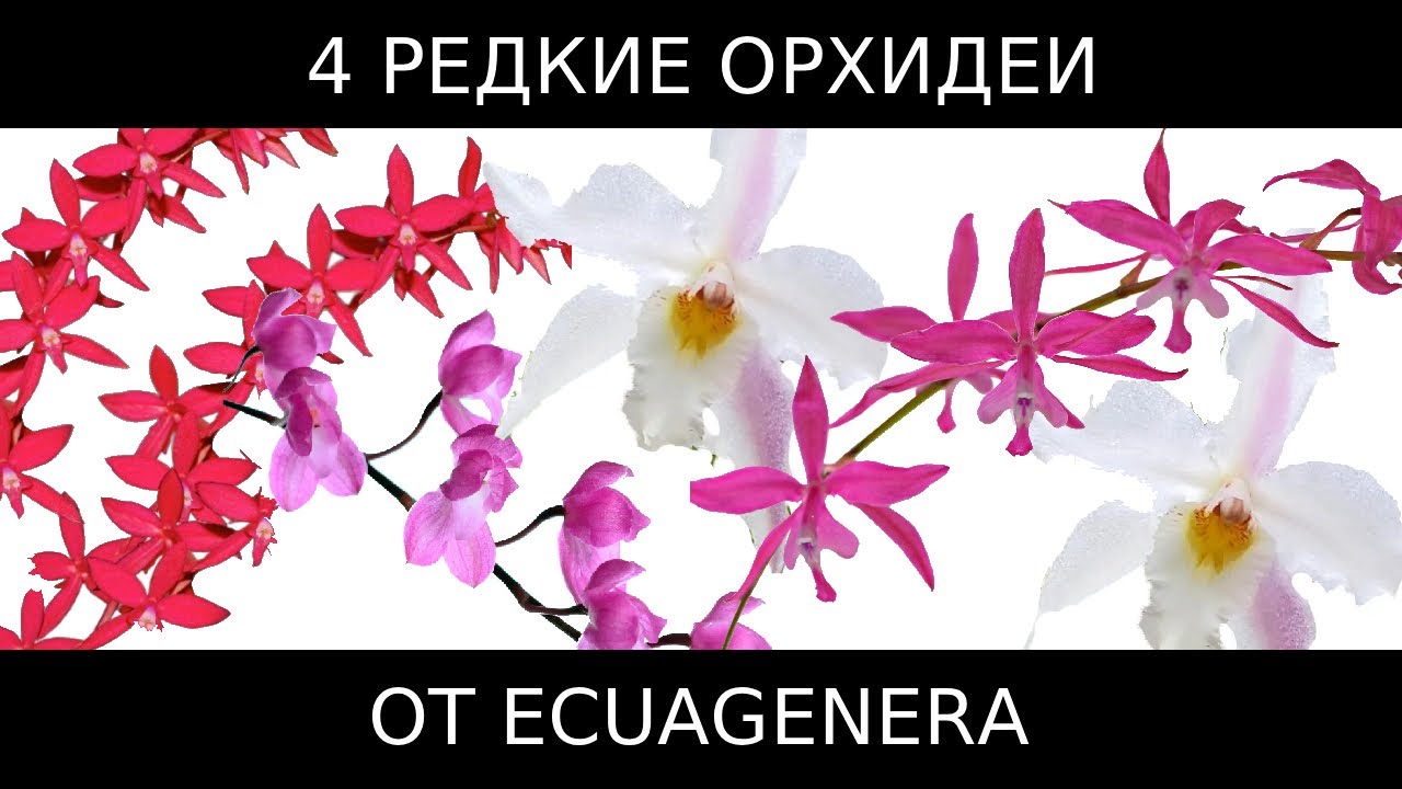 Распаковка новых орхидей от Ecuagenera #орхидеи #orchid #распаковка