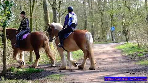 Horse Riding I Delftse Hout, Delft