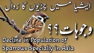 Why House Sparrows Disappeared? Here are the reasons