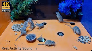 Cat Tv Mice In jerry holes | Mouse hide & seek, squabble and Play in Wide angle - 10 Hour Cat TV by Palm Squirrels Studio 19,634 views 2 months ago 10 hours