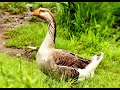 Free goose sounds, free sound effects  10