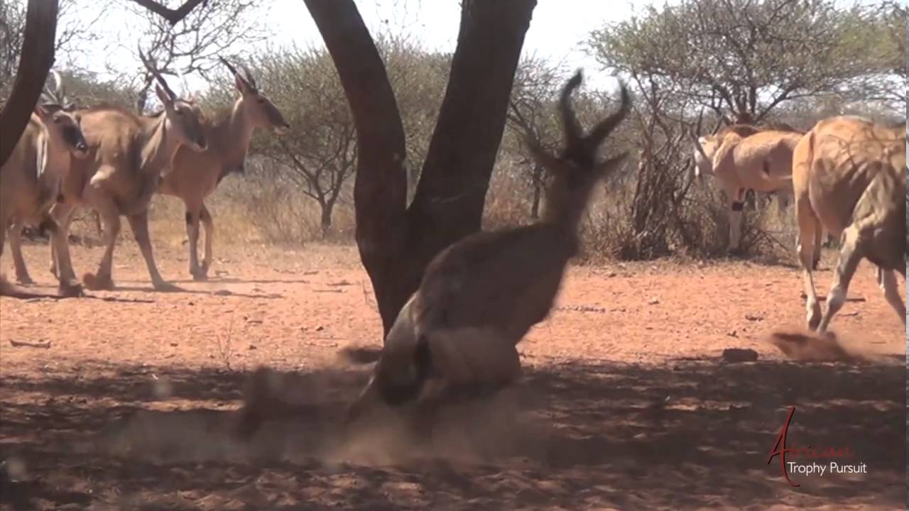 African Trophy Pursuit 2016 YouTube