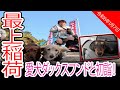 【最上稲荷】愛犬ダックスフンドと初詣！おみくじ引いたら○○だけ・・・