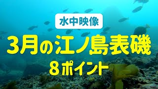 【水中映像】3月の磯を覗く 江ノ島表磯8ポイント撮影〜釜の口、水道口、長磯〜