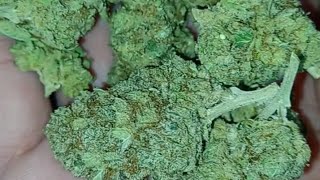 Orange Gas indoor, Rogue Origin Farms (is it good?) @rogueorigincbd