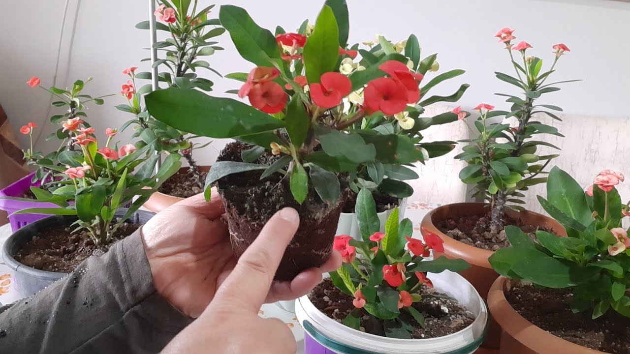 Dikenler Tacı✅Saksı Değişimi Şok Oldum✅Çiçek Bakımı✅ Çiçek Coşturan