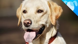 Labrador Facts by Best Breed Ever 3,054,931 views 9 years ago 3 minutes, 10 seconds