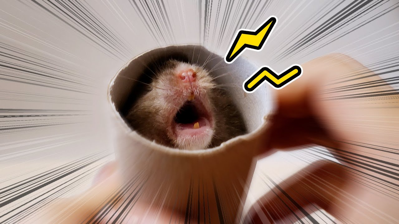 Why Is My Hamster Screaming YouTube