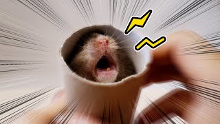 Почему мой хомяк кричит? Why Is My Hamster Screaming?