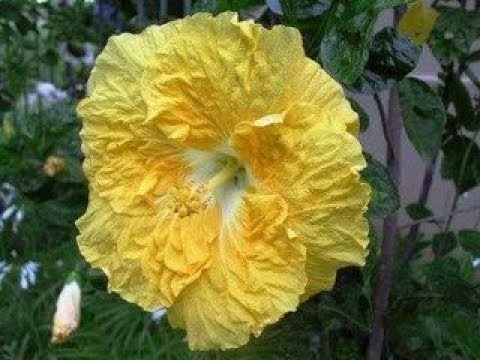 Aprenda de um modo muito fácil de fazer mudas da linda flor hibisco amarela..  - thptnganamst.edu.vn
