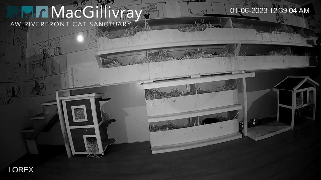 MacGillivray Law Riverfront Cat Sanctuary YouTube