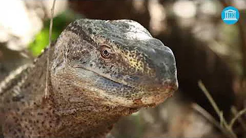 Biosphere reserves: are they about protected areas?