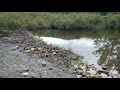 Beaver dam Made Of Rock
