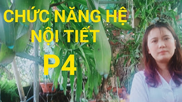 Sinh lý nội tiết -P4 (Tuyến Thượng thận, Tụy nội tiết, Hormon mô)