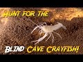 Blind Cave Crayfish Quest! (It lives deep inside Florida caves!)