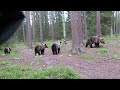 Yearling brown bears climbing into trees for safety. Martinselkonen, 7 June 2022