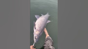 thủy quái hồ thác bà nặng 30kg nhé mọi người.