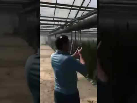 Плантація марихуани на Косівщині