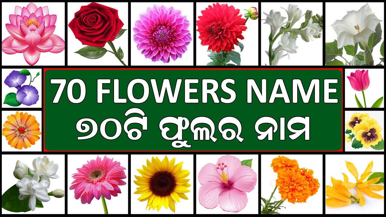 70 Flowers Name With Pictures In English To Odia ୭୦ଟ ଫ ଲର ନ ମ Name Of Flowers In English Odia Youtube