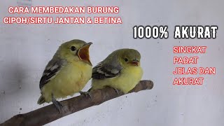 Cara Membedakan Anakan Burung CIPOH/SIRTU JANTAN & BETINA 1000% AKURAT