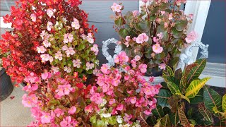 WHAT TO DO WITH BEGONIAS IN THE FALL - Winterize, Protect or Change