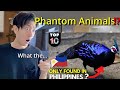 JAPANESE REACTION / 10 RARE Animals Only Found in the Philippines