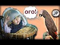 ✅ ВСЕГДА ГОВОРИ, "ОГО"! 🤗 ЖАКО ПЕТРУНЯ 🐦