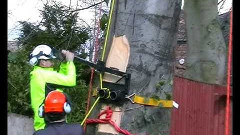 Tree Lowering device