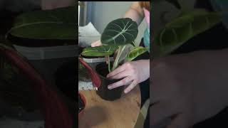 Пересадка растений из Леруа Мерлен  #shorts #растения  #plants #уходзарастениями  #комнатныерастения