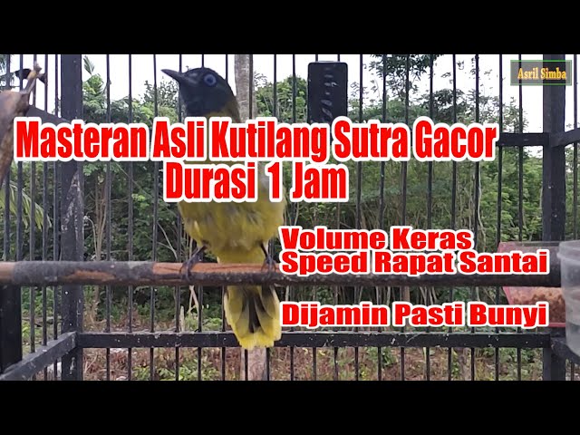 Kutilang Sutra Super Gacor Untuk Pancingan Burung Anda Tempo Santai class=