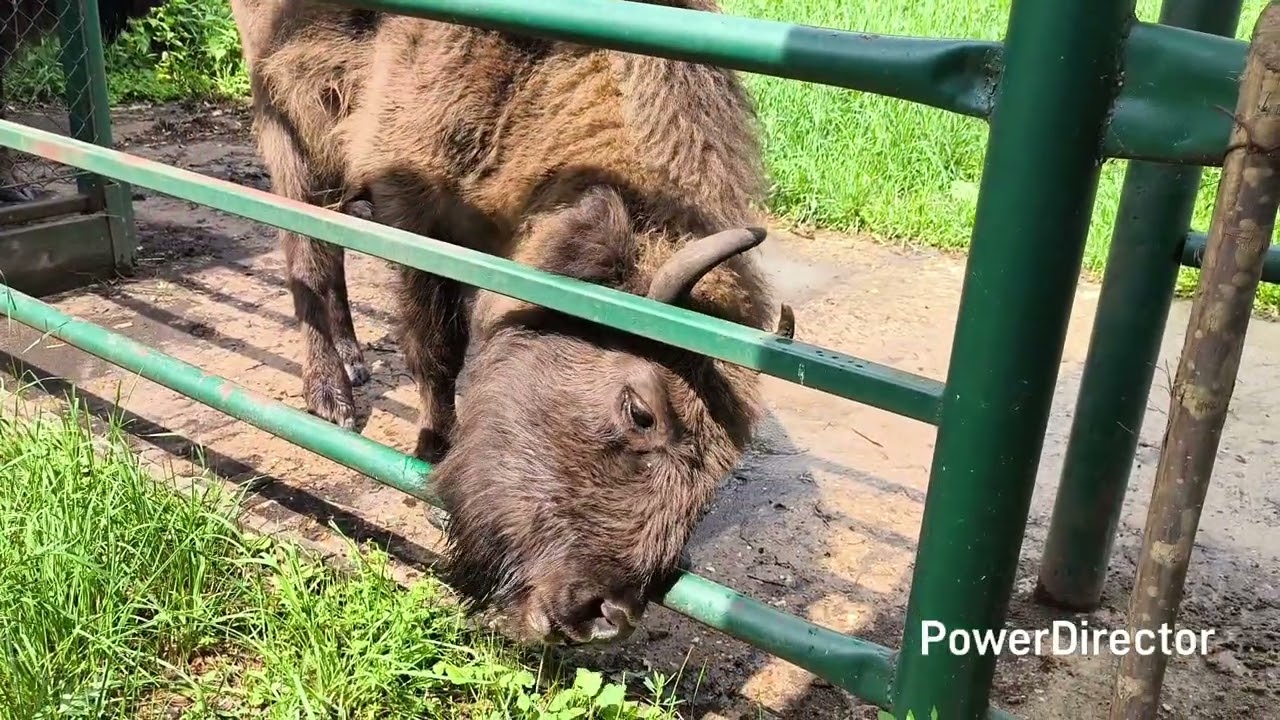 Московская обл. Приокский заповедник 14.06.25