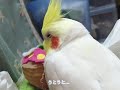 たまにはまったりお昼寝オカメインコ
