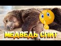 Медвежья колыбельная🐻⭐🌙💤