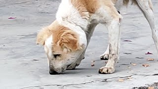 She could barely breathe. Saving a dog with wire wrapped around her neck.