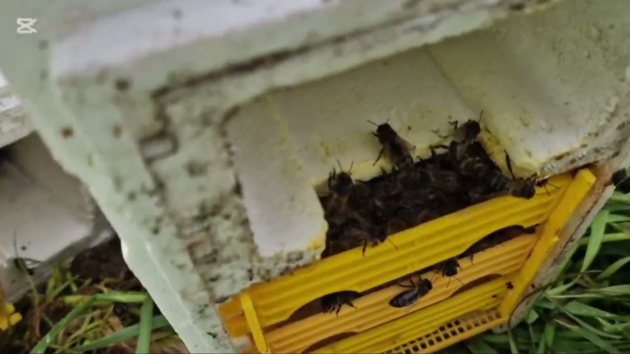 Mating yard destroyed by storm !  Depressao Martinho destruiu nucleos de fecundação!!