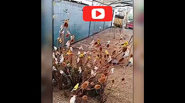 تربية جميع طفرات الحسون في سلاكة 