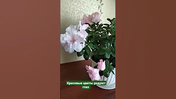Азалия в моей спальне 💕