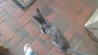 Hungry Cat by Martin 149 views 2 months ago 1 minute, 9 seconds