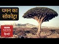 Do you know anything about Socotra island in Yemen? (BBC Hindi)