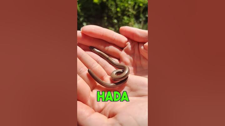 HLEDÁME HADY U JEZÍREK #fyp#had#hadi#chov#chovatel#teraristika#priroda#jezirko#cz#czech#sokolik