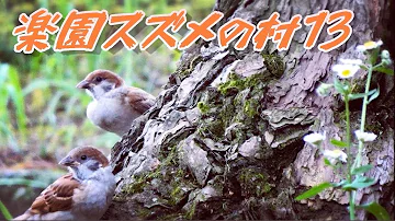 ふくらスズメのなる木 野鳥観察 雀 かわいい Cute Sparrows すずめの群れ Mp3