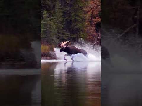 Video: Kan elg gå på vannet?