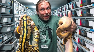 MOVING MY ENTIRE BALL PYTHON COLLECTION!! | BRIAN BARCZYK