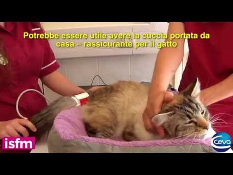 Video: Qual è il pasto di pollo in cibo per animali domestici?