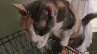 Foster Cat Zoey Climbs Cage CRAVING attention. So Precious!