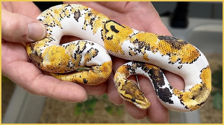 Justin's Top 5 Ball Pythons! Nijmegen Reptile Expo+Bonus Ball Python picks