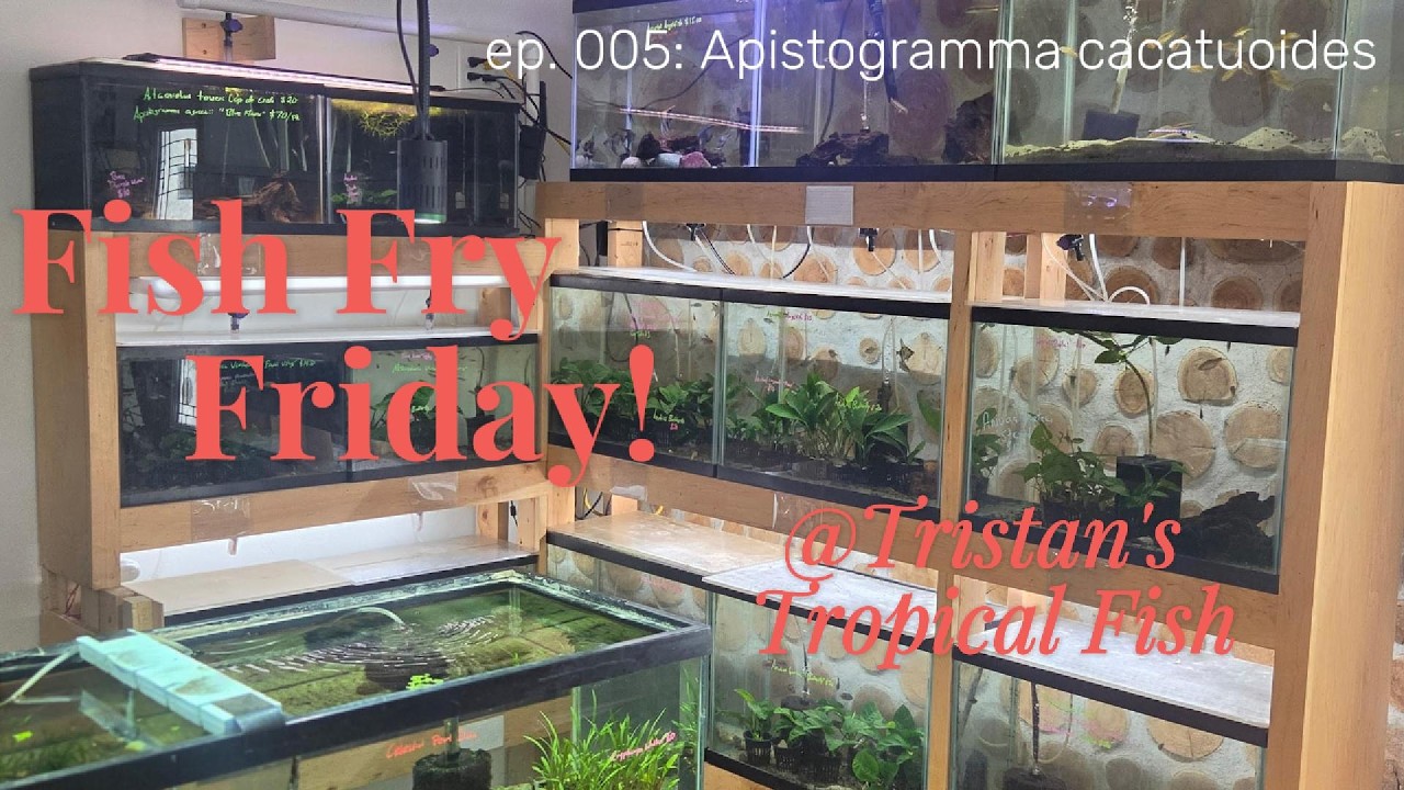 Fish Fry Friday #5